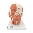 3B Scientfic Model van het hoofd met spierenstelsel - 3B Scientific