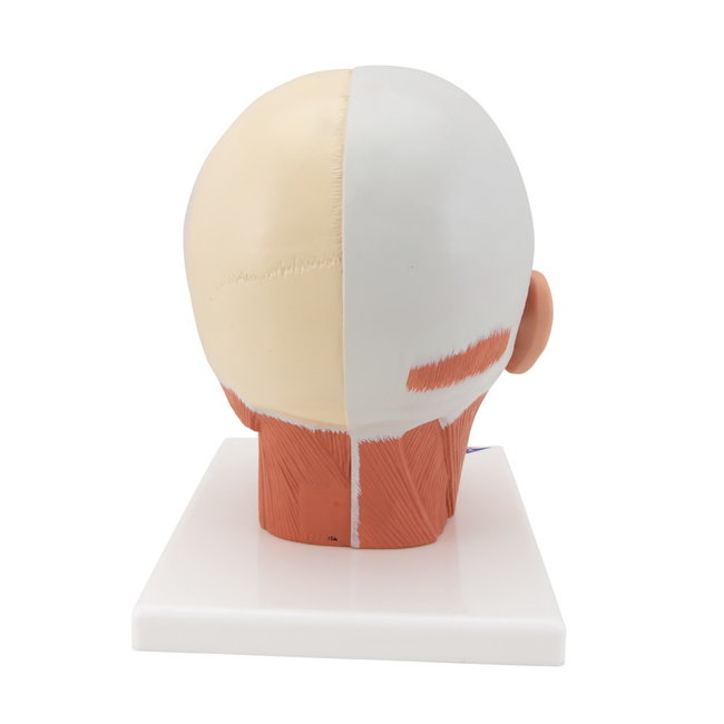 3B Scientific Model van het hoofd met spierenstelsel