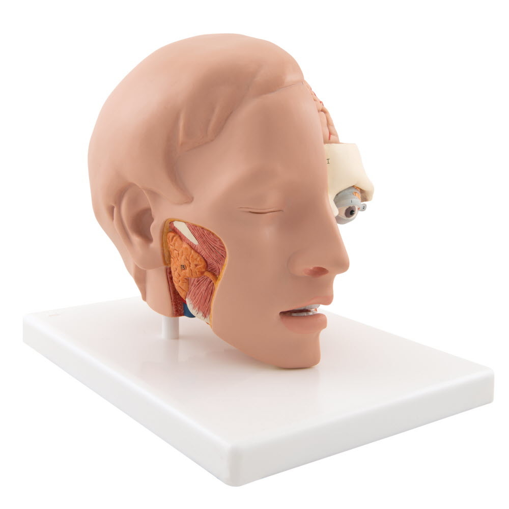 3B Scientific Anatomisch model van het hoofd, 6-delig, foto 2 van 6