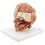 3B Scientfic Anatomisch model van het hoofd, 6-delig - 3B Scientific