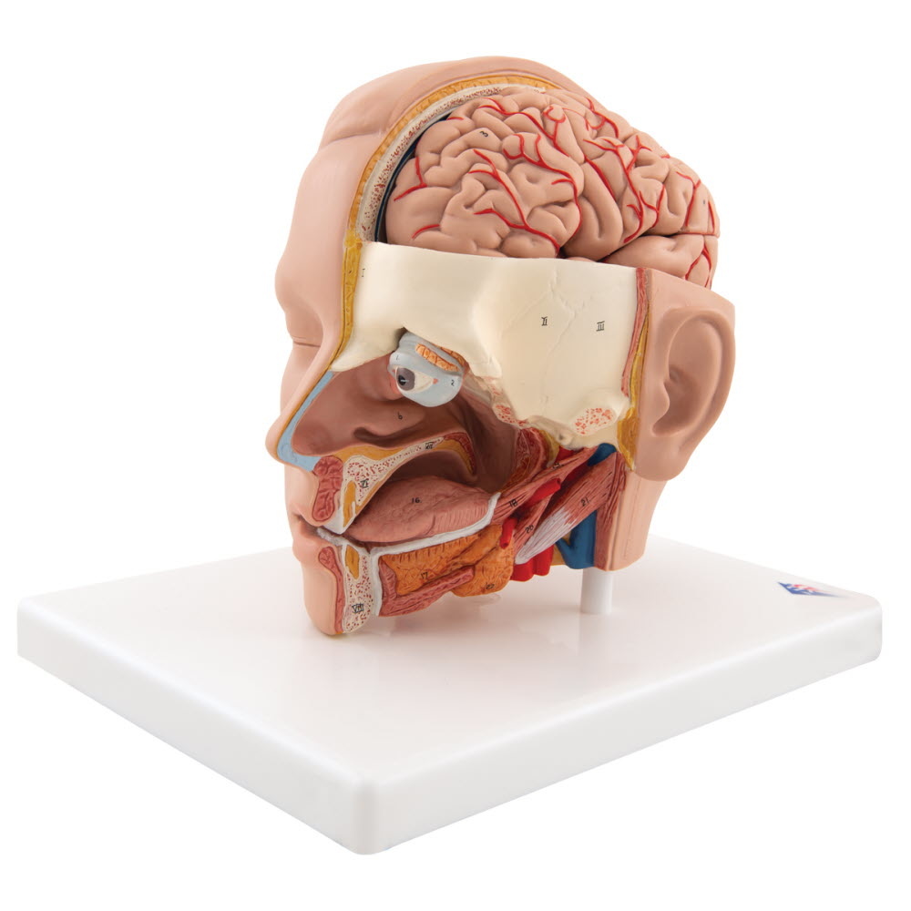 3B Scientific Anatomisch model van het hoofd, 6-delig, foto 3 van 6