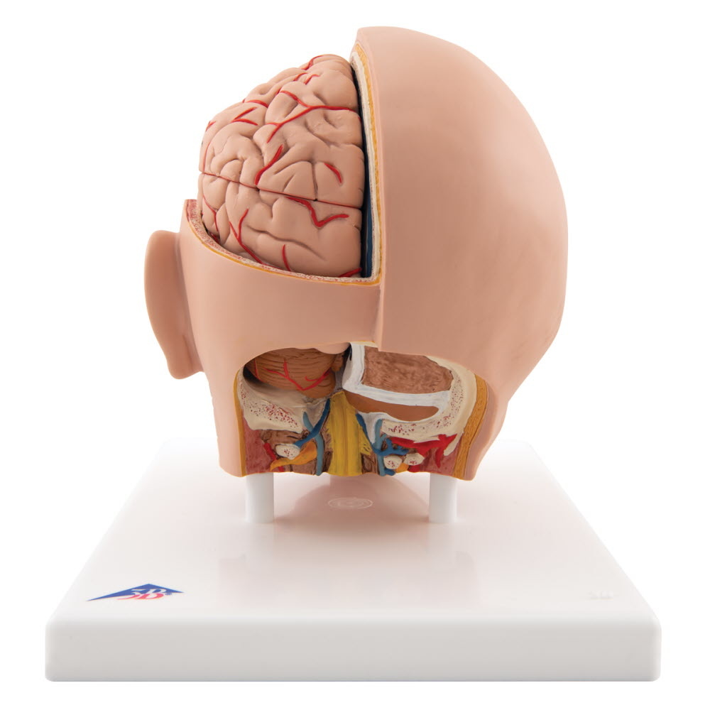 3B Scientific Anatomisch model van het hoofd, 6-delig, foto 4 van 6