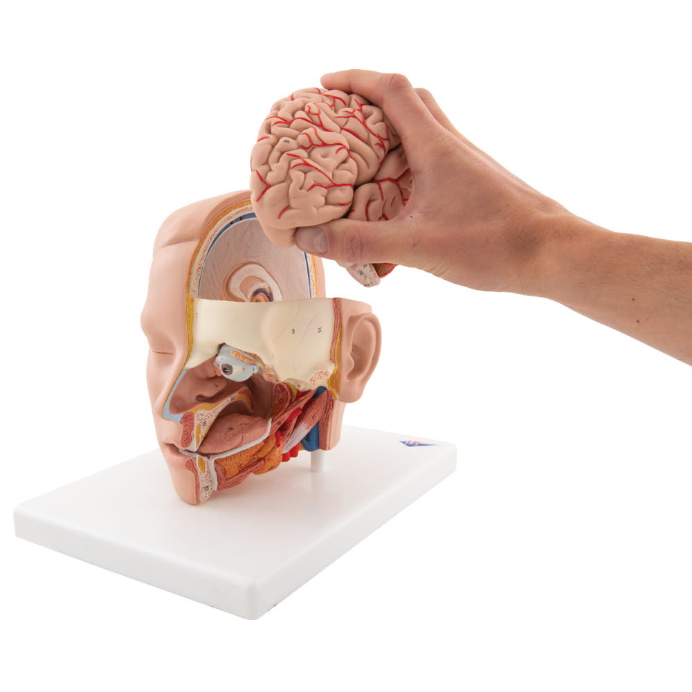 3B Scientific Anatomisch model van het hoofd, 6-delig, foto 5 van 6