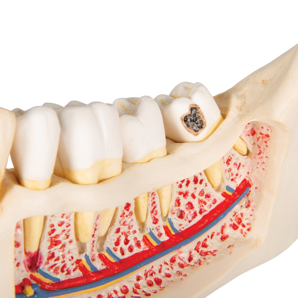 3B Scientific Anatomisch model van de onderkaak, 21 delig, foto 5 van 6