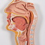 3B Scientific Anatomisch model van de spijsvertering, gedetailleerd model