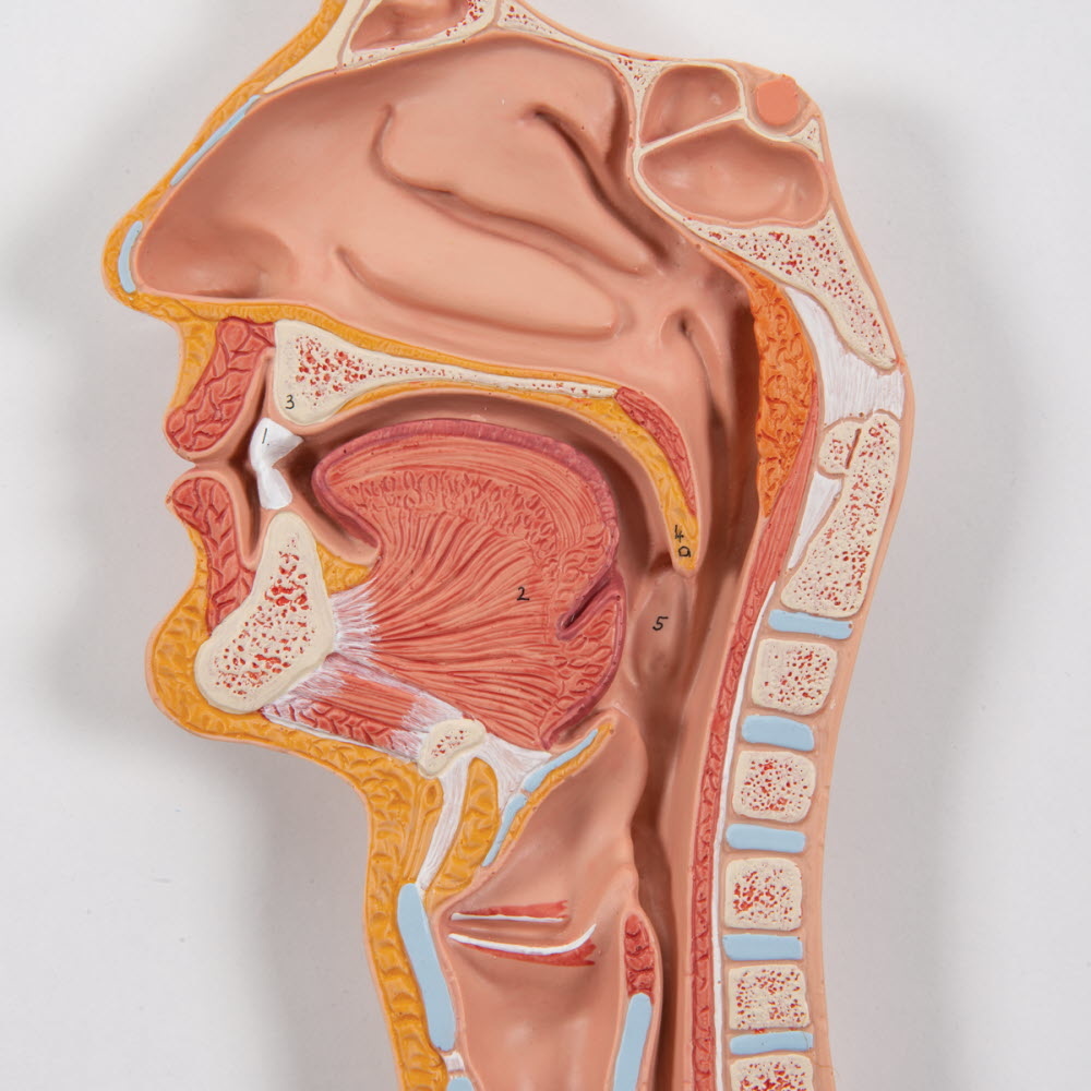 3B Scientific Anatomisch model van de spijsvertering, gedetailleerd model, foto 2 van 6