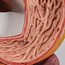 3B Scientific Anatomisch model van de spijsvertering, gedetailleerd model