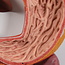 Anatomisch model van de spijsvertering, gedetailleerd model