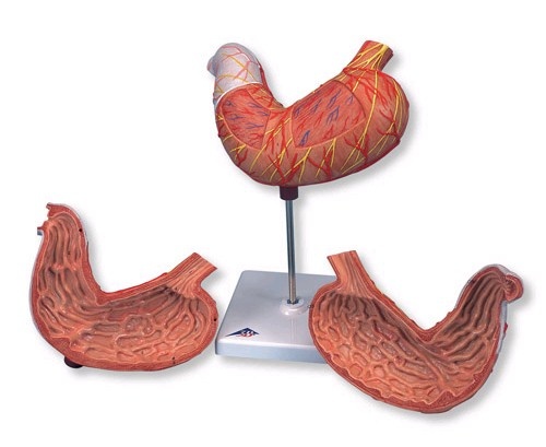 3B Scientific Anatomisch model van de Maag, 2-delig, foto 5 van 6