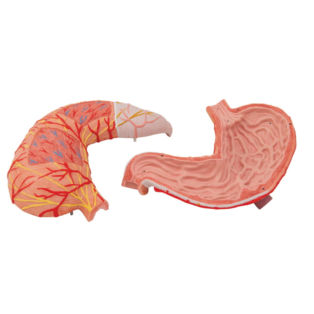 3B Scientific Anatomisch model van de Maag, 2-delig, foto 4 van 6
