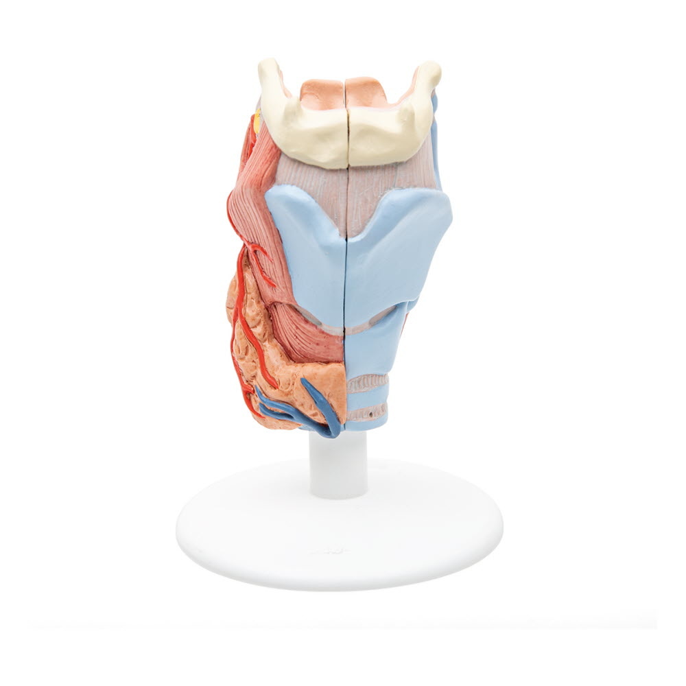 3B Scientific Anatomisch model van de Larynx, 2-delig - 3B Scientific, foto 3 van 6