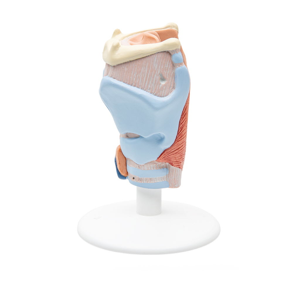 3B Scientific Anatomisch model van de Larynx, 2-delig - 3B Scientific, foto 4 van 6