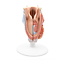 3B Scientific Anatomisch model van de Larynx, 2-delig - 3B Scientific
