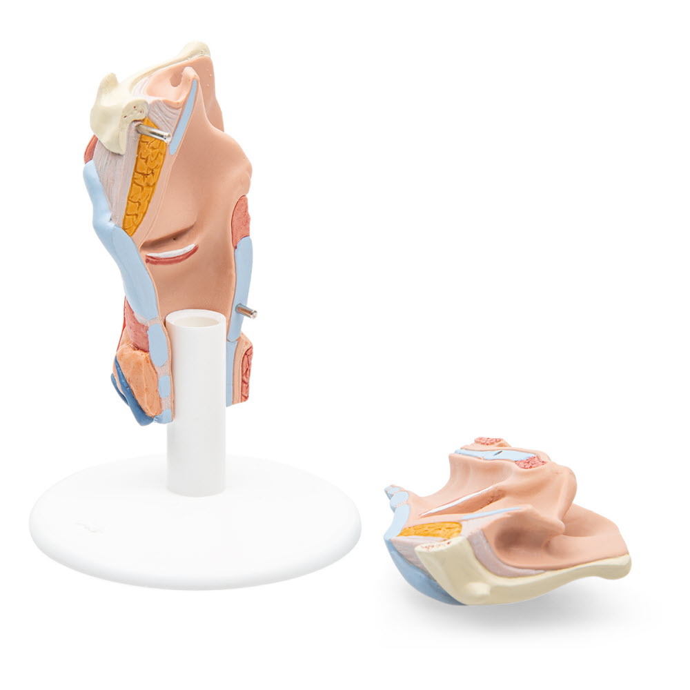 3B Scientific Anatomisch model van de Larynx, 2-delig - 3B Scientific, foto 6 van 6