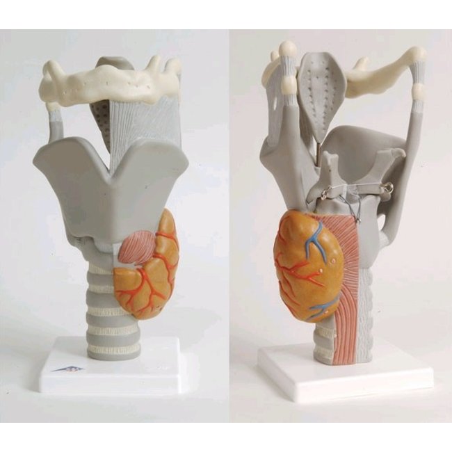 3B Scientfic Functioneel model van de Larynx, 2,5 maal vergroot - 3B Scientific