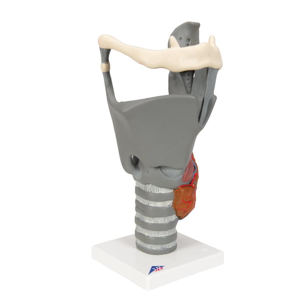 3B Scientific Functioneel model van de Larynx, 2,5 maal vergroot, foto 2 van 6