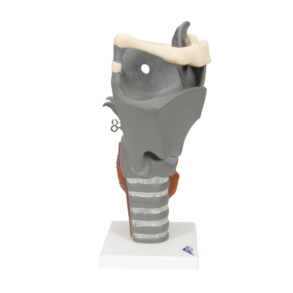 3B Scientific Functioneel model van de Larynx, 2,5 maal vergroot, foto 3 van 6