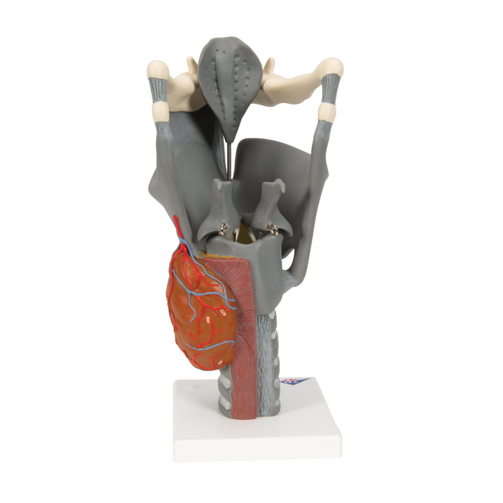 3B Scientific Functioneel model van de Larynx, 2,5 maal vergroot, foto 4 van 6