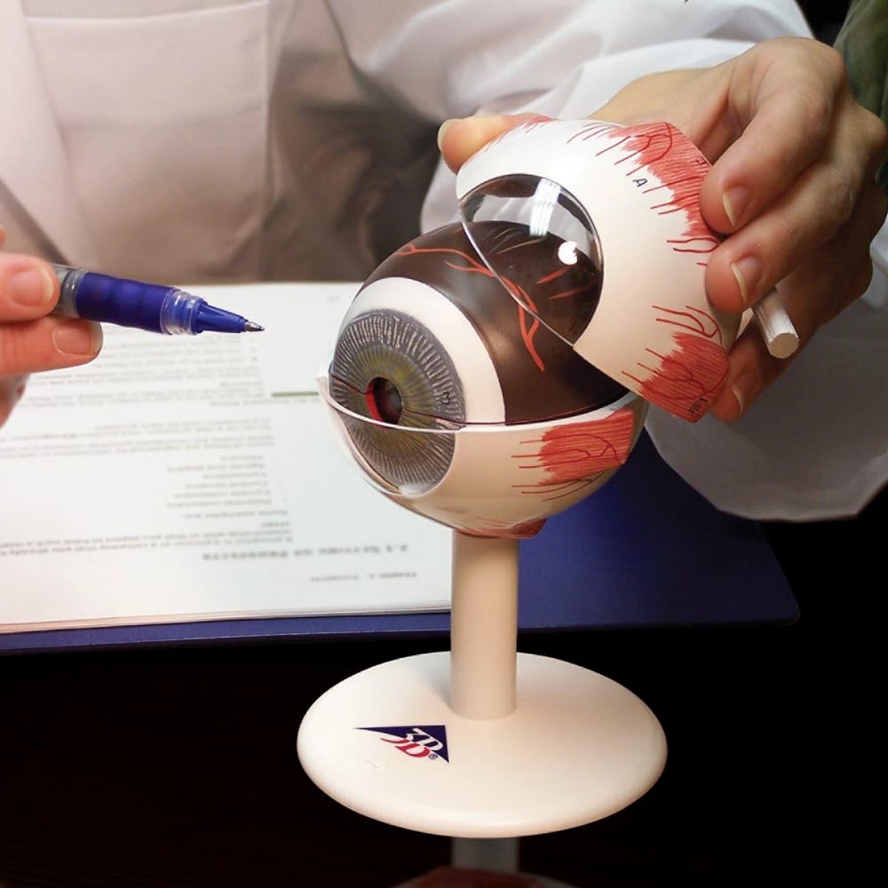 3B Scientific Anatomisch model van het oog, 3 maal vergroot, 6-delig - 3B Scientific, foto 2 van 6