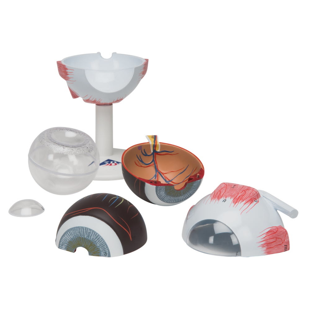 3B Scientific Anatomisch model van het oog, 3 maal vergroot, 6-delig - 3B Scientific, foto 3 van 6