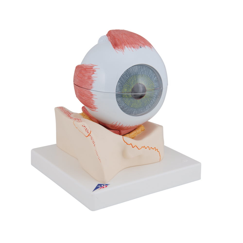 3B Scientific Anatomisch model van het Oog, 5 maal vergroot, 7 delig, foto 2 van 6