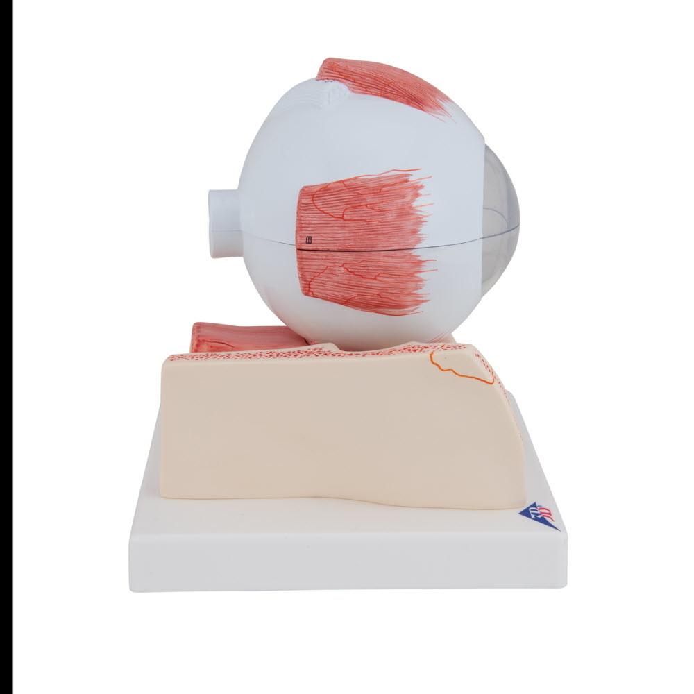 3B Scientific Anatomisch model van het Oog, 5 maal vergroot, 7 delig, foto 3 van 6