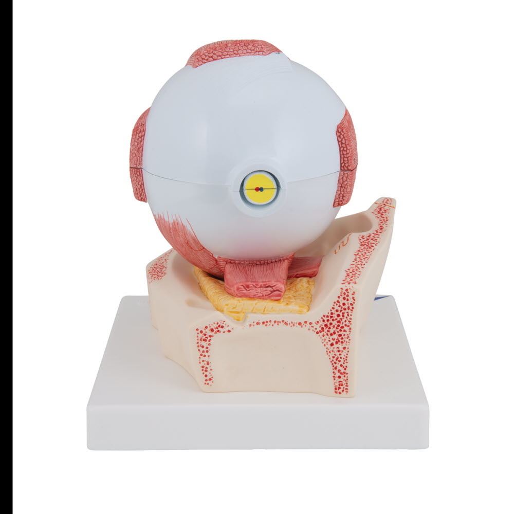 3B Scientific Anatomisch model van het Oog, 5 maal vergroot, 7 delig, foto 4 van 6