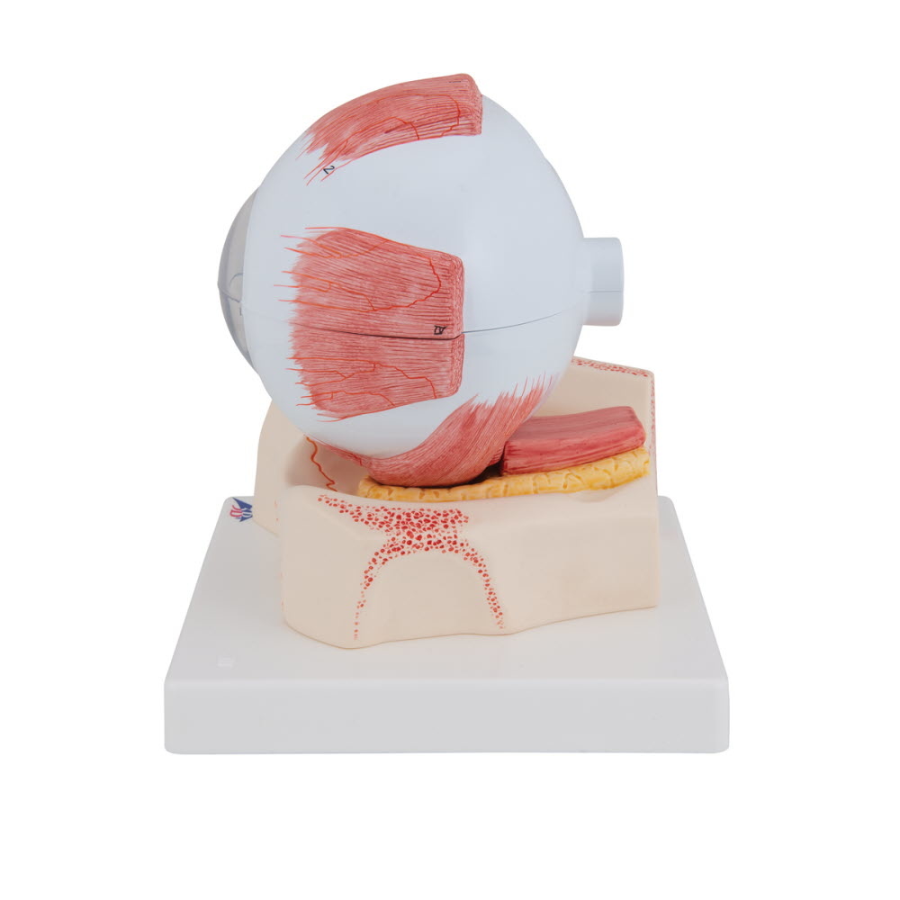 3B Scientific Anatomisch model van het Oog, 5 maal vergroot, 7 delig, foto 5 van 6