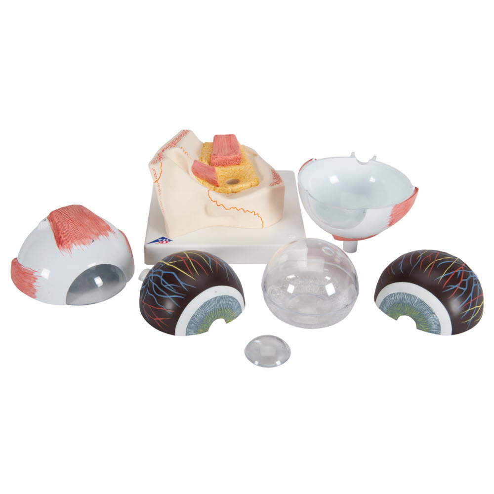 3B Scientific Anatomisch model van het Oog, 5 maal vergroot, 7 delig, foto 6 van 6