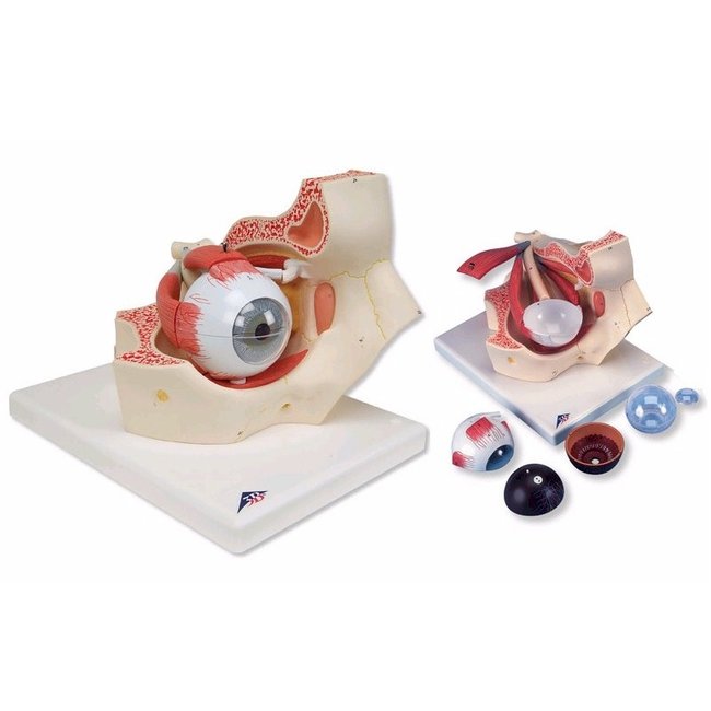 3B Scientific Anatomisch model van het Oog met Oogkas, 3 maal vergroot, 7-delig - 3b Scientific