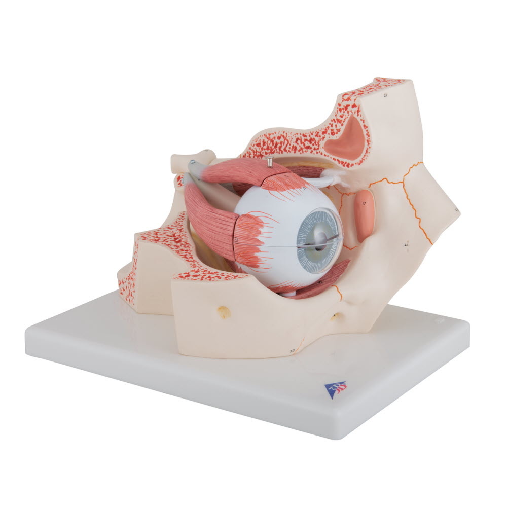 3B Scientific Anatomisch model van het Oog met Oogkas, 3 maal vergroot, 7-delig - 3b Scientific, foto 2 van 6