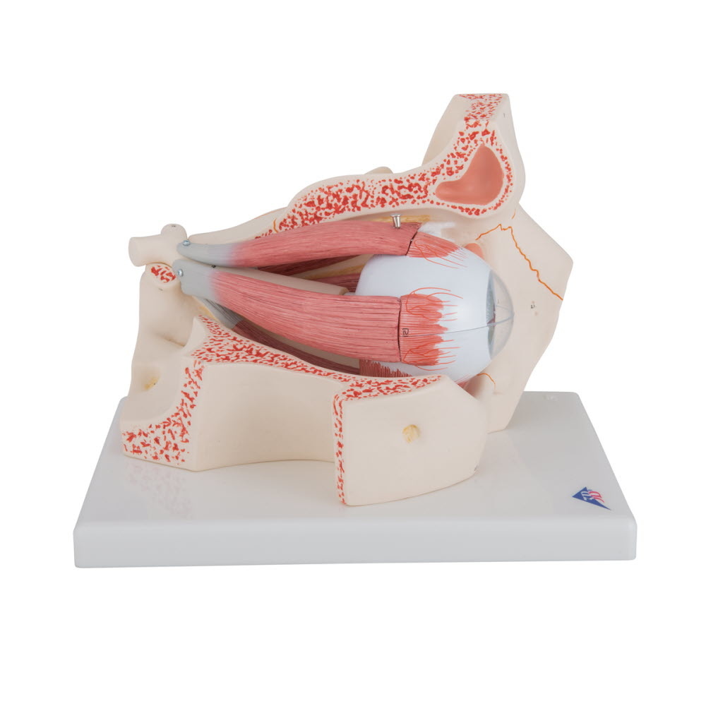 3B Scientific Anatomisch model van het Oog met Oogkas, 3 maal vergroot, 7-delig - 3b Scientific, foto 3 van 6