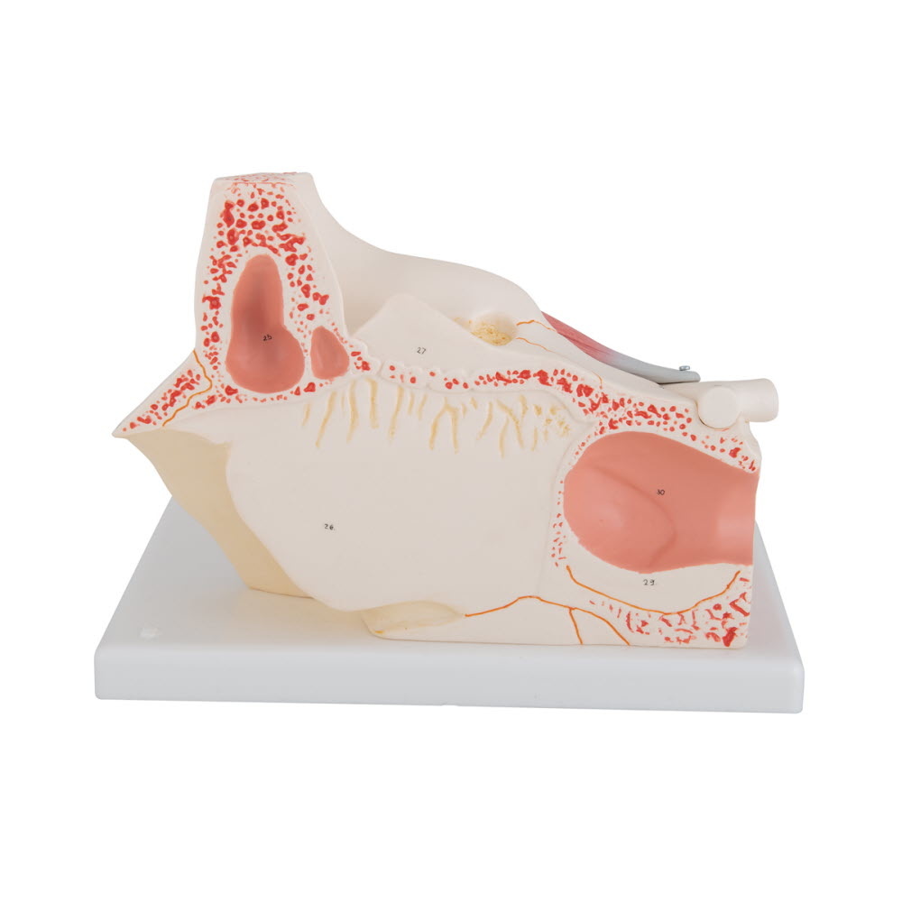 3B Scientific Anatomisch model van het Oog met Oogkas, 3 maal vergroot, 7-delig - 3b Scientific, foto 5 van 6
