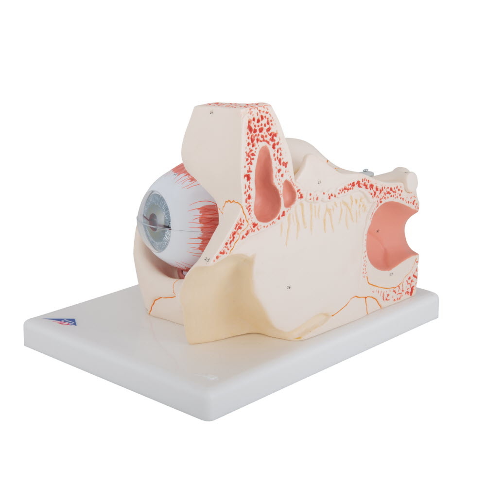 3B Scientific Anatomisch model van het Oog met Oogkas, 3 maal vergroot, 7-delig - 3b Scientific, foto 6 van 6