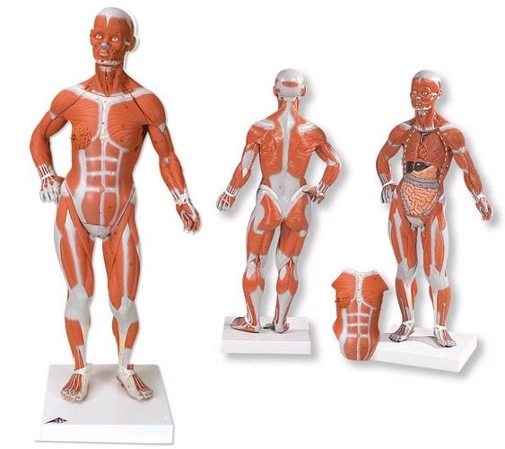 3B Scientific Mini spiermodel van het menselijk lichaam, 1/3 life size, 2-delig