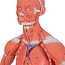 3B Scientfic Mini spiermodel van het menselijk lichaam, 1/3 life size, 2-delig - 3B Scientific