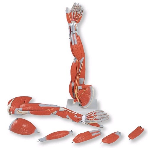 3B Scientific Spiermodel van de arm, 3/4 life size - 6-delig, foto 4 van 6