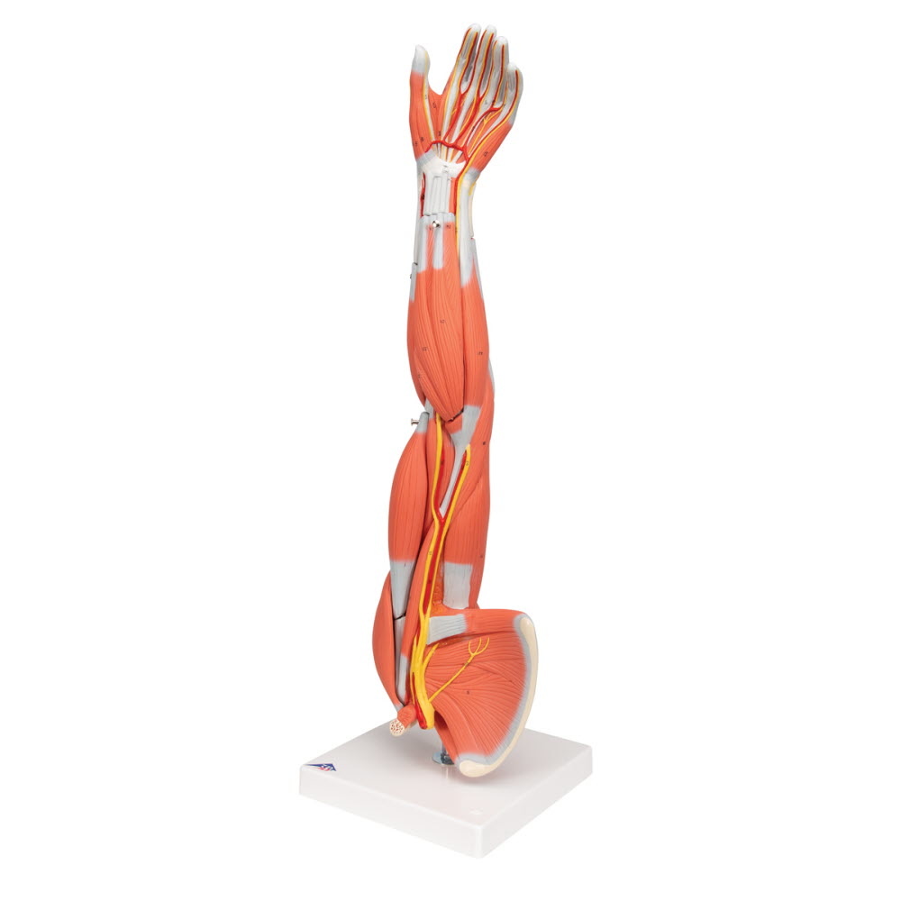 3B Scientific Spiermodel van de arm, 3/4 life size - 6-delig, foto 2 van 6