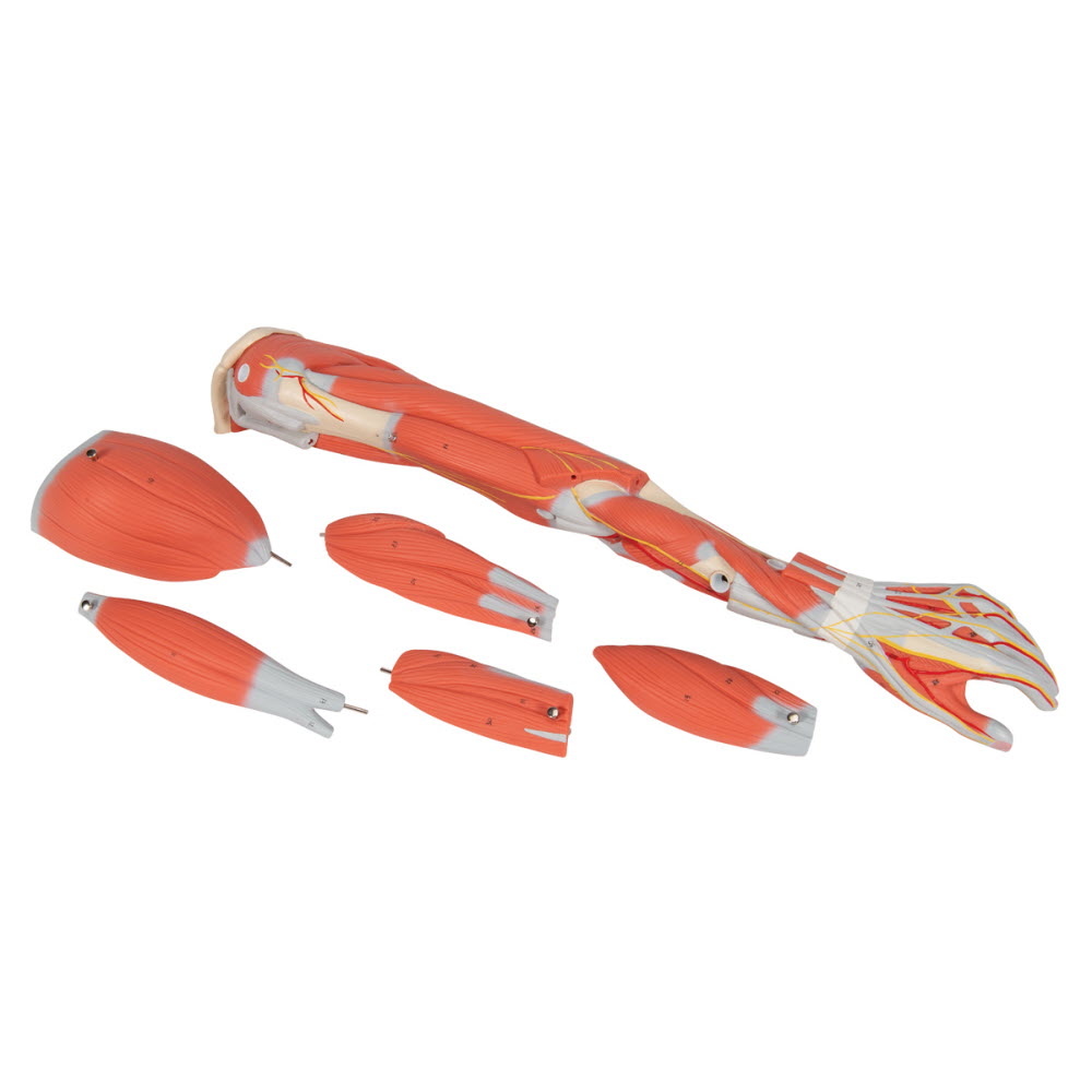 3B Scientific Spiermodel van de arm, 3/4 life size - 6-delig, foto 5 van 6