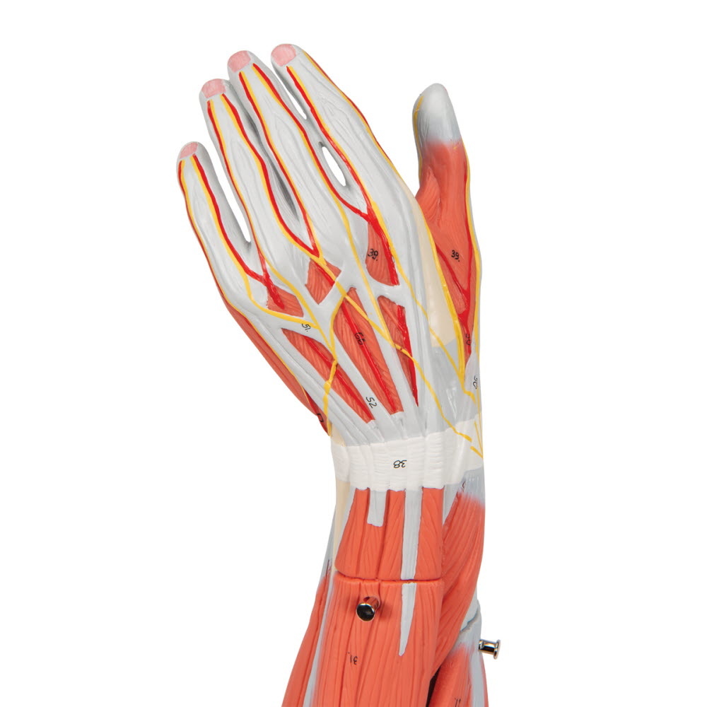 3B Scientific Spiermodel van de arm, 3/4 life size - 6-delig, foto 3 van 6