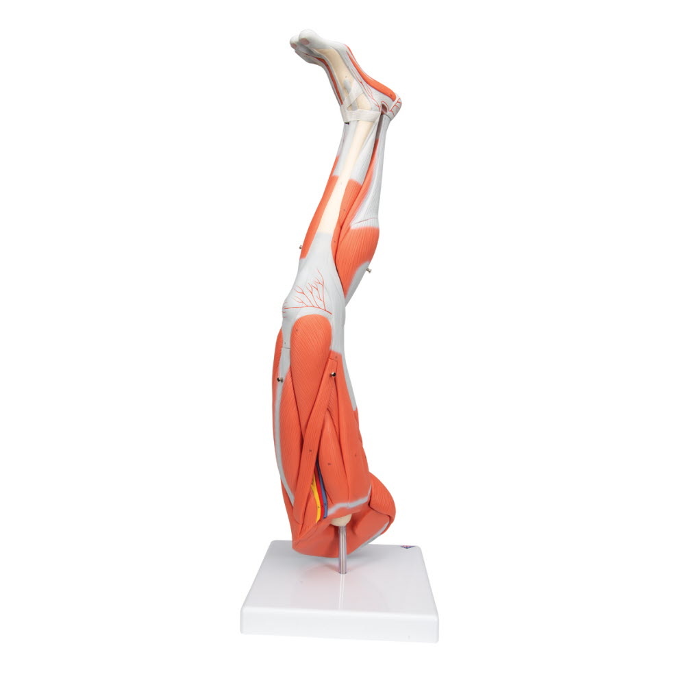 3B Scientific Spiermodel van het been, 3/4 life size, 9 delig, foto 3 van 6