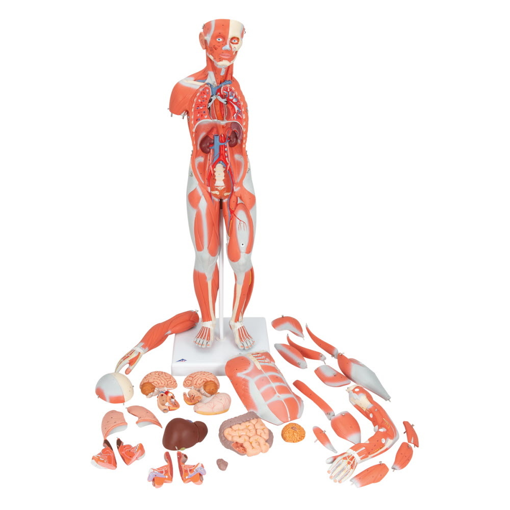 3B Scientific Spiermodel menselijk lichaam dualsex, 1/2 lifesize, 33-delig, foto 3 van 6