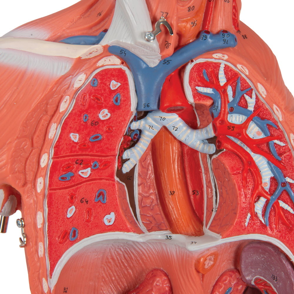 3B Scientific Spiermodel menselijk lichaam dualsex, 1/2 lifesize, 33-delig, foto 4 van 6