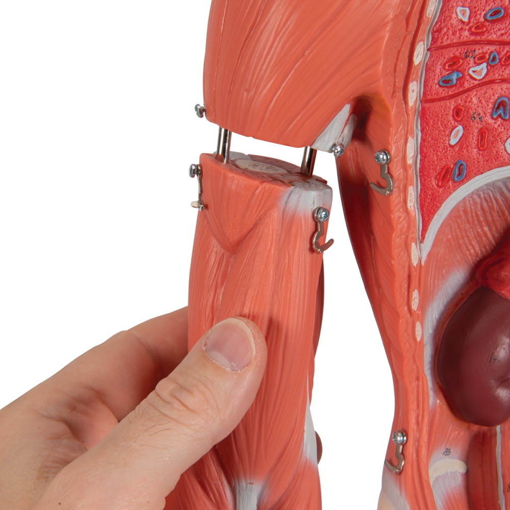 3B Scientific Spiermodel menselijk lichaam dualsex, 1/2 lifesize, 33-delig, foto 5 van 6