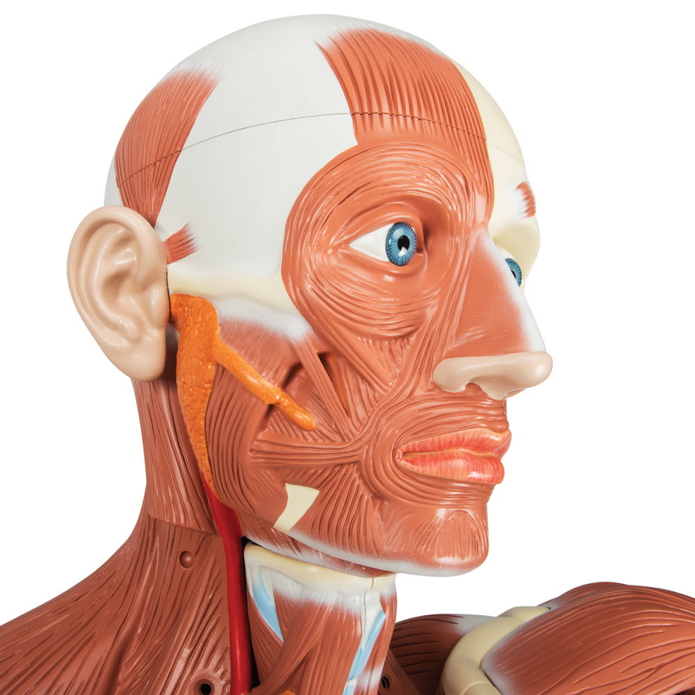 3B Scientific Spiermodel menselijk lichaam, levensgroot, 37-delig, foto 3 van 5