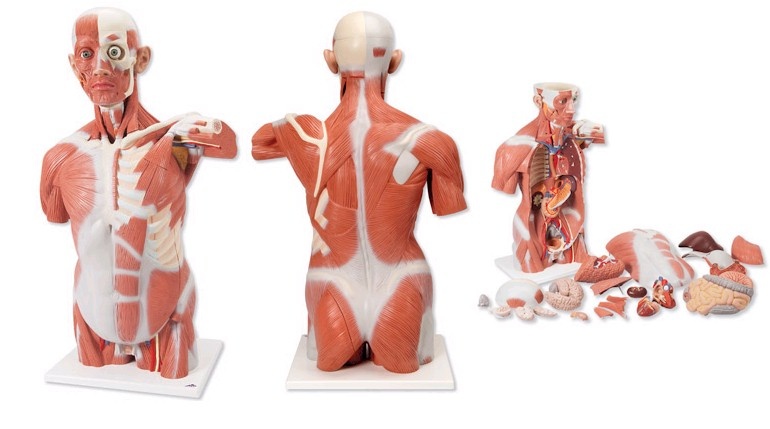 3B Scientific Spiermodel Torso levensgroot, 27-delig, foto 4 van 4
