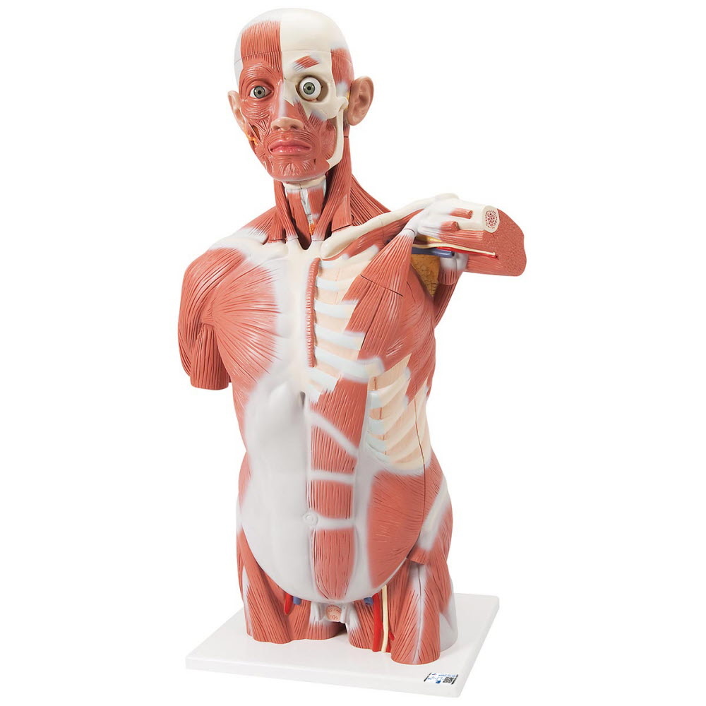 3B Scientific Spiermodel Torso levensgroot, 27-delig