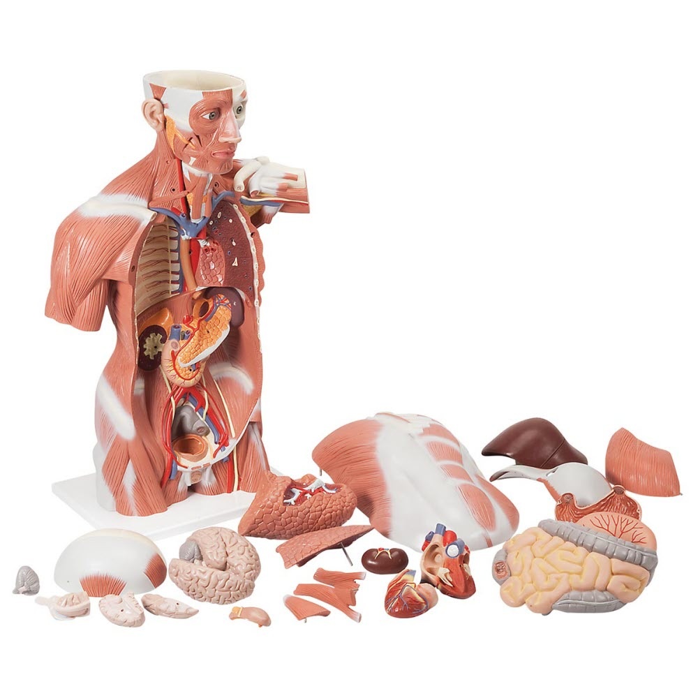 3B Scientific Spiermodel Torso levensgroot, 27-delig, foto 3 van 4