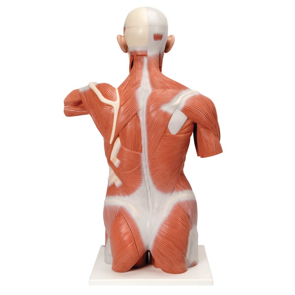 3B Scientific Spiermodel Torso levensgroot, 27-delig, foto 2 van 4