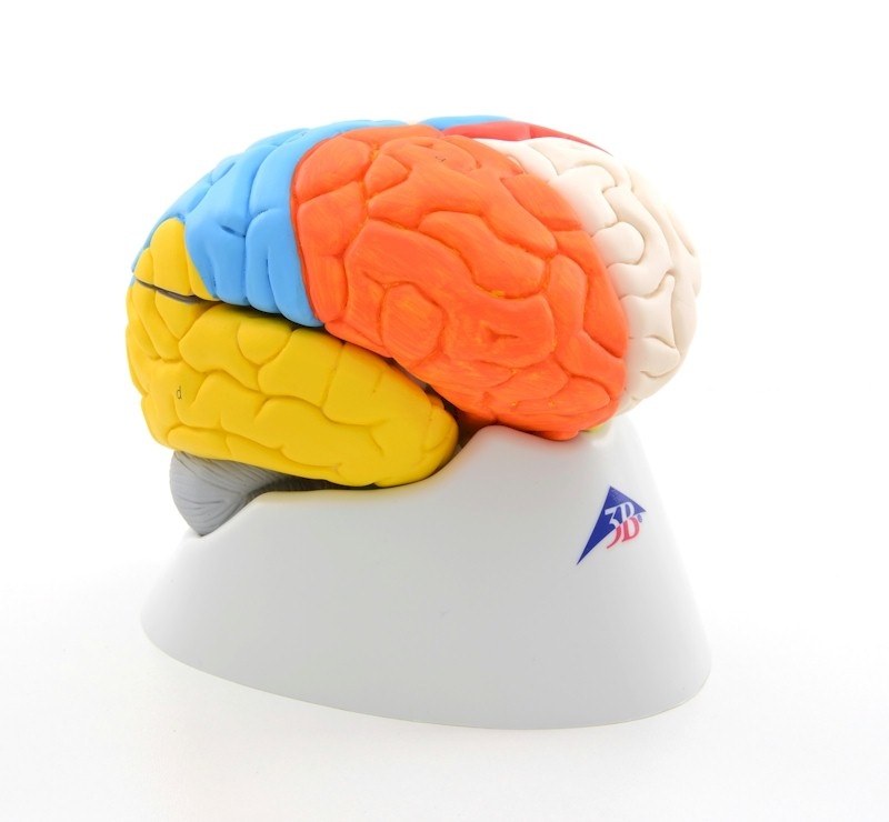 3B Scientific Neuro-Anatomisch model van de Hersenen, 8 delig